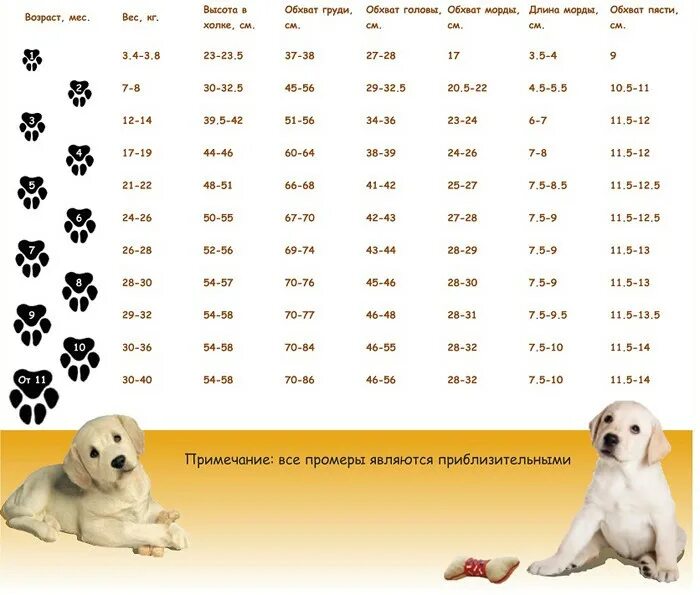 Золотистый ретривер вес. Щенок алабая 4 месяца рост и вес. Лабрадор ретривер параметры породы. Лабрадор ретривер параметры взрослой собаки. Алабай щенок 2 месяца вес щенка алабая.