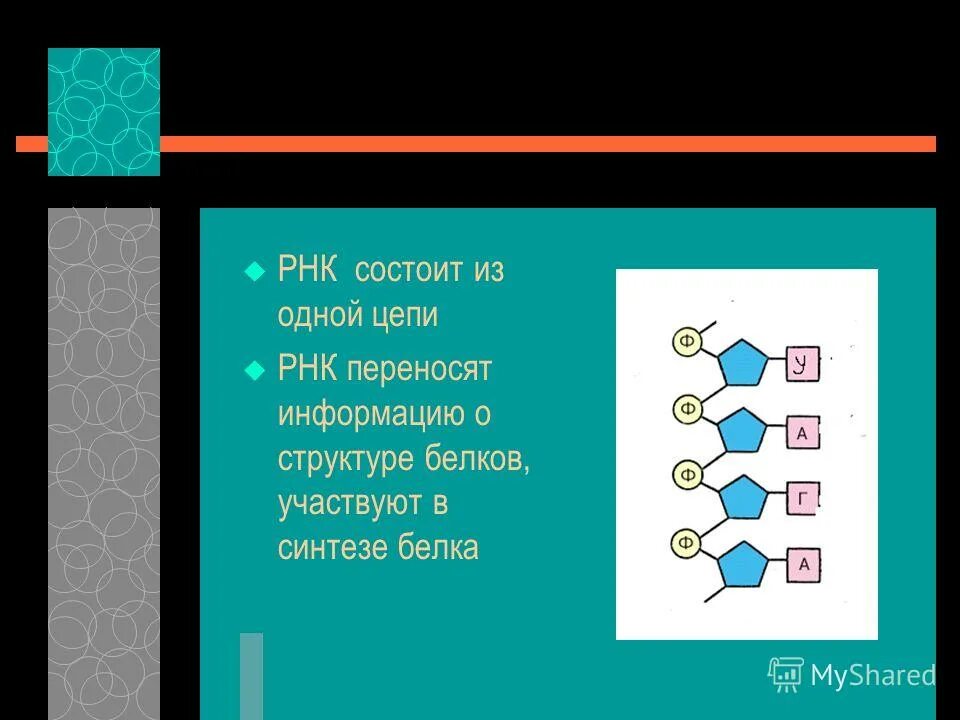 Рнк состоит из двух цепей. Состоит из двух полинуклеотидных цепей закрученных в спираль. Нуклеотиды соединены между собой. Рнк состоит из двух цепей. Строение днк.