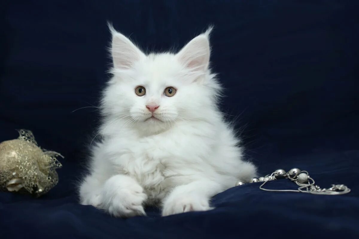 Сибирская кошка белая. Мейн кун белый кот. Мейн кун белый котенок. Белый котенок Мейн куна. Белый мейкун
