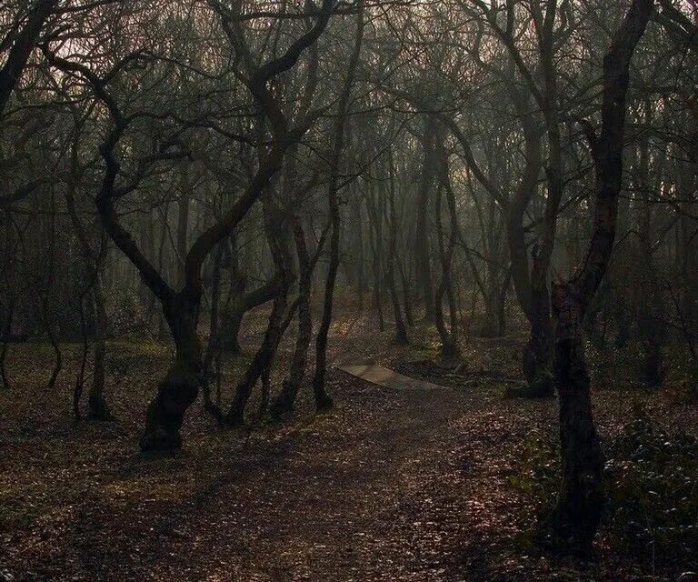 Мрачный лес. Англия Пустошь мрачные. Dark Naturalism aesthetic. Лес вдохновлял Гоголя. Вдохновенный лес
