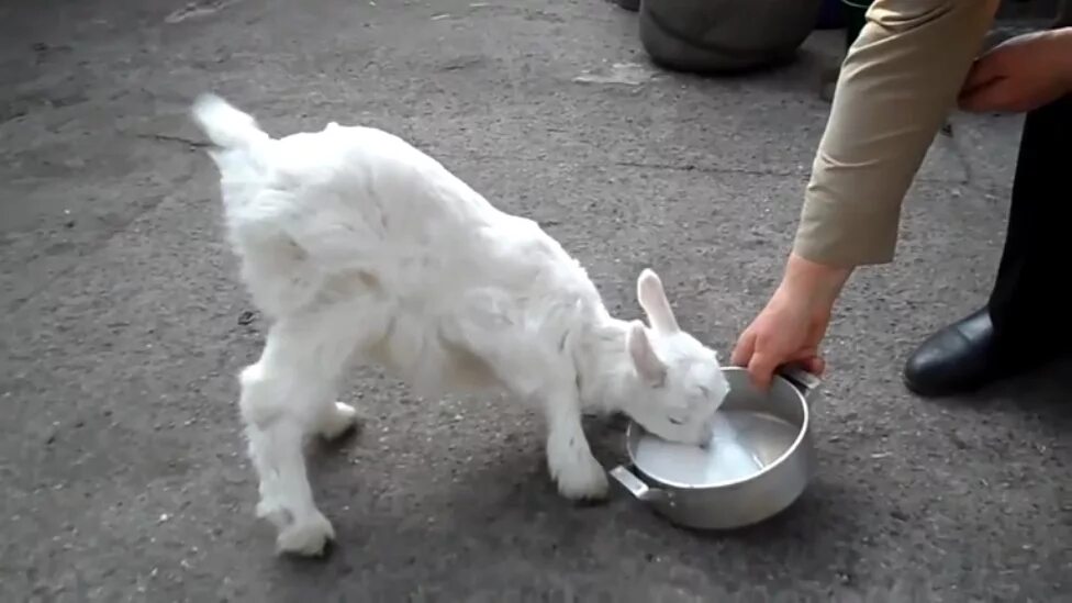 молоко картинка для детей. молоко рисунок. ребенок пьет молоко. молоко для спортсменов. чем полезно пить молоко каждый день.