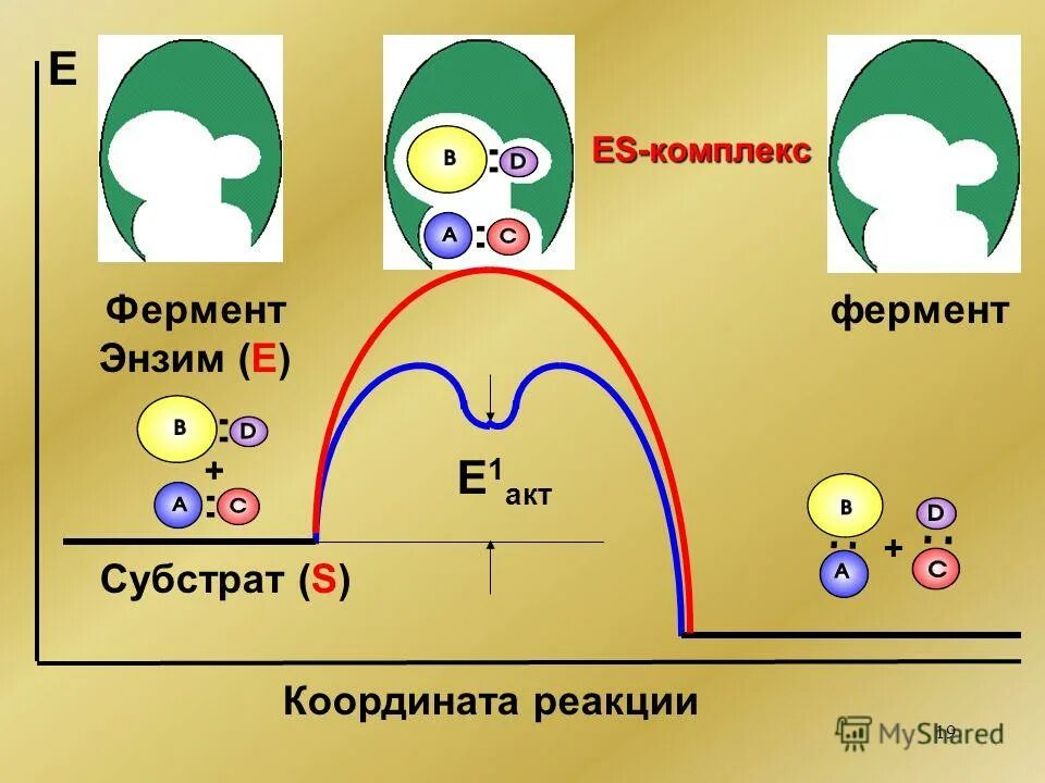 Схема образования комплекса фермент субстрат. Схема фермент субстрат. Схема фермент-субстратного комплекса. Адсорбция ферментов. Схема образование субстрат-ферментного комплекса.