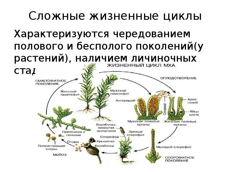 Чередование поколений происходит. Жизненный цикл высших растений бесполое поколение. Чередование поколений у растений. Чередование поколений в жизненном цикле растений. Жизненные циклы животных и чередование поколений.