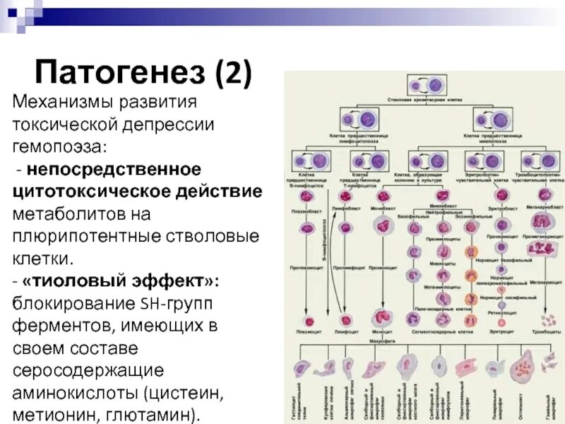 Гемопоэз гистология. Схема постэмбрионального гемопоэза. схема постэмбрионального кроветворения. схема кроветворения гистология. факторы регулирующие гемопоэз.