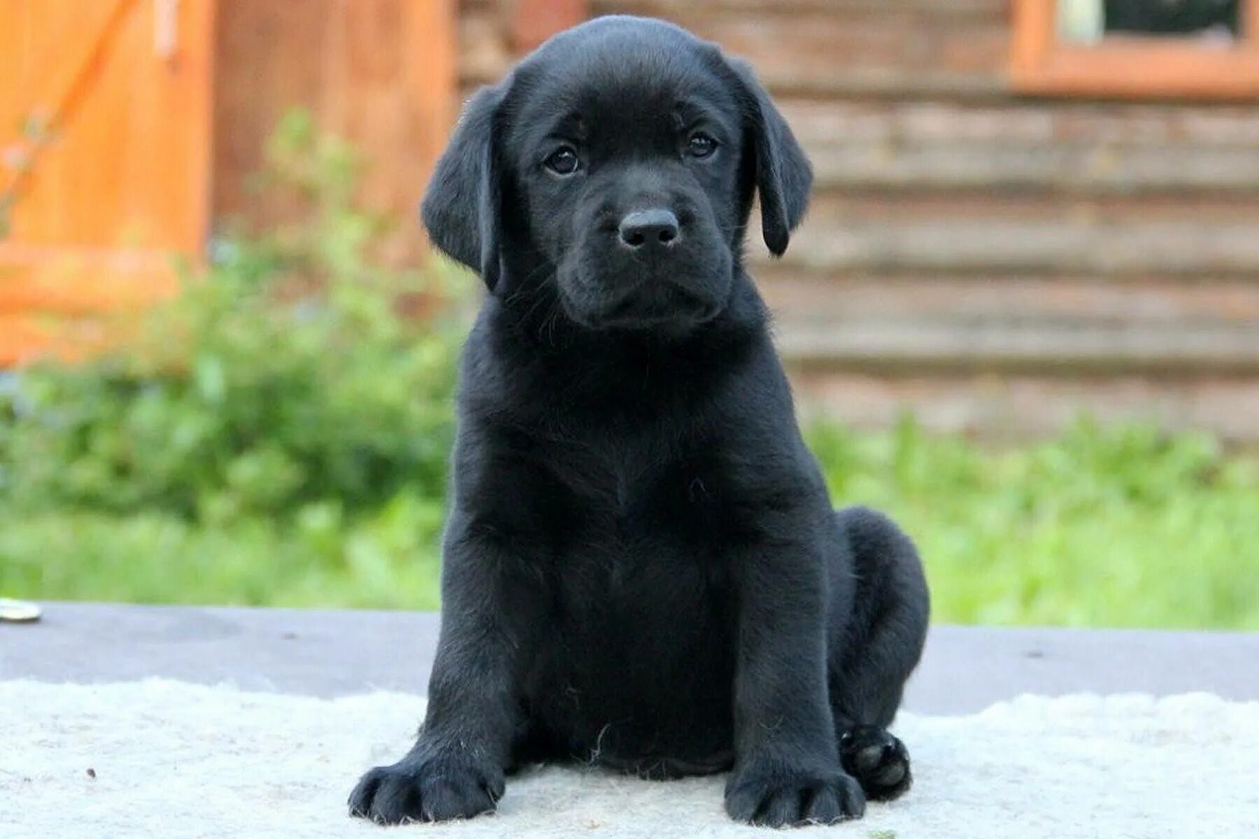Имена черных щенков. Лабрадор черный. Лабрадор ретривер черный щенок. Лабрадор черный щенок. Черный лабрадор кутенок.