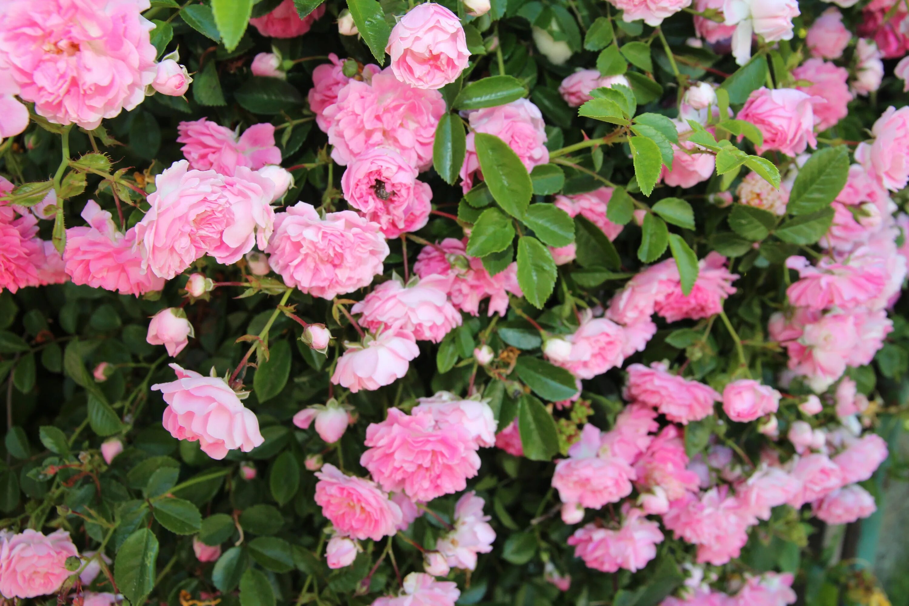 Куст розового цвета название. Дороти Перкинс плетистые розы.