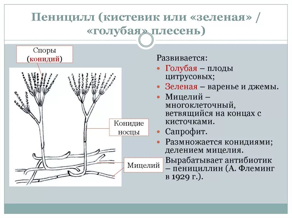 Плесневые грибы пенициллин. Пенициллин гриб строение. Строение плесневого гриба пенициллина. Строение грибов пеницилл. Пеницилл группа организмов