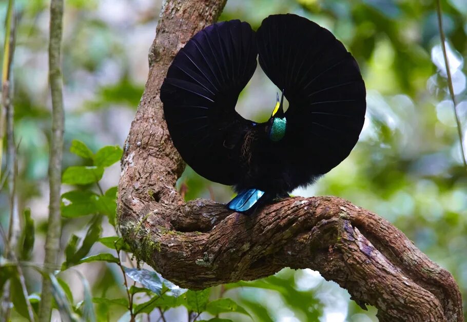 райская птица самец брачный танец. танцы райских птиц видео. лофорина суперба. танцы райских птиц видео. щитоносная райская птица танец.