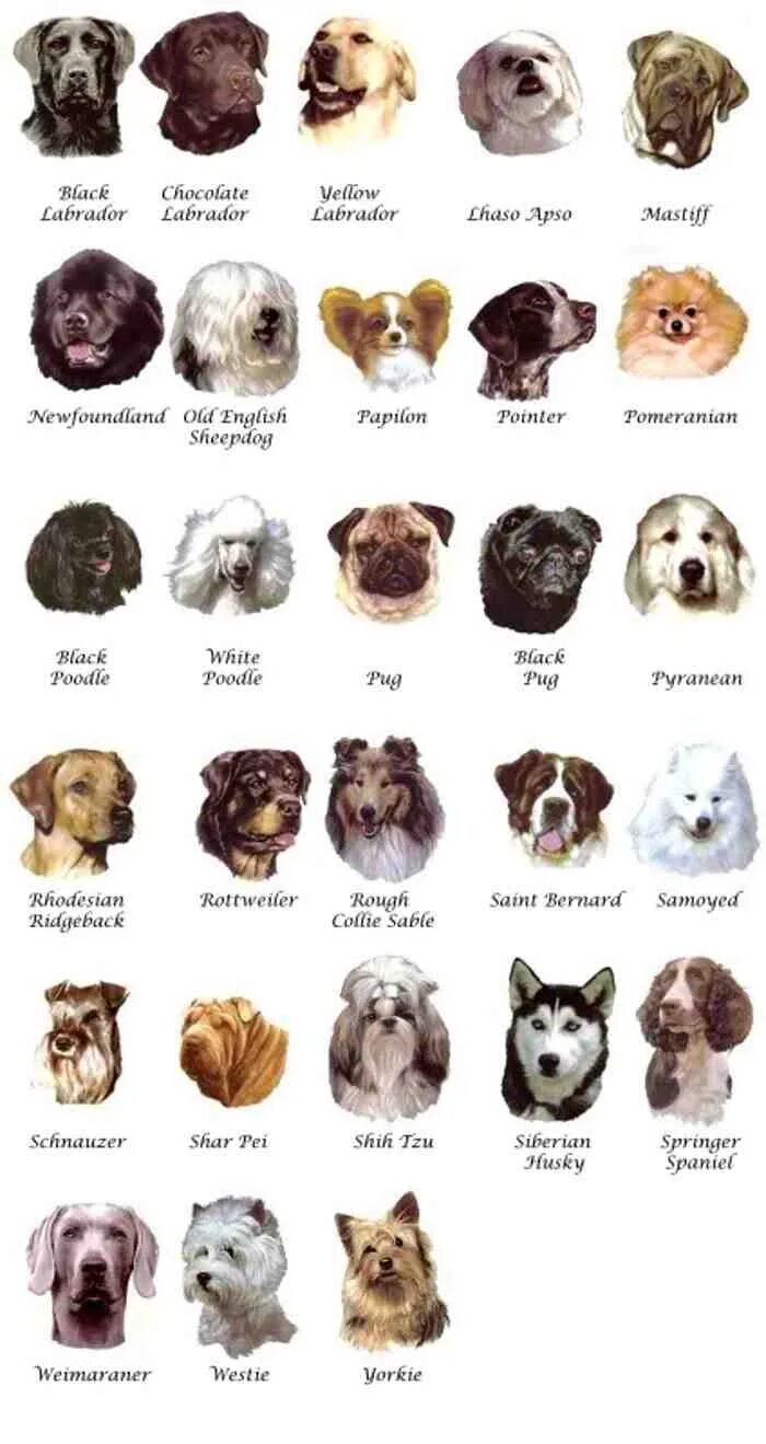 Породы собак названия. Собаки мелких и средних пород с фотографиями. Названия пород собак с фотографиями и названиями. Породы маленьких и средних собак. Породы на букву е