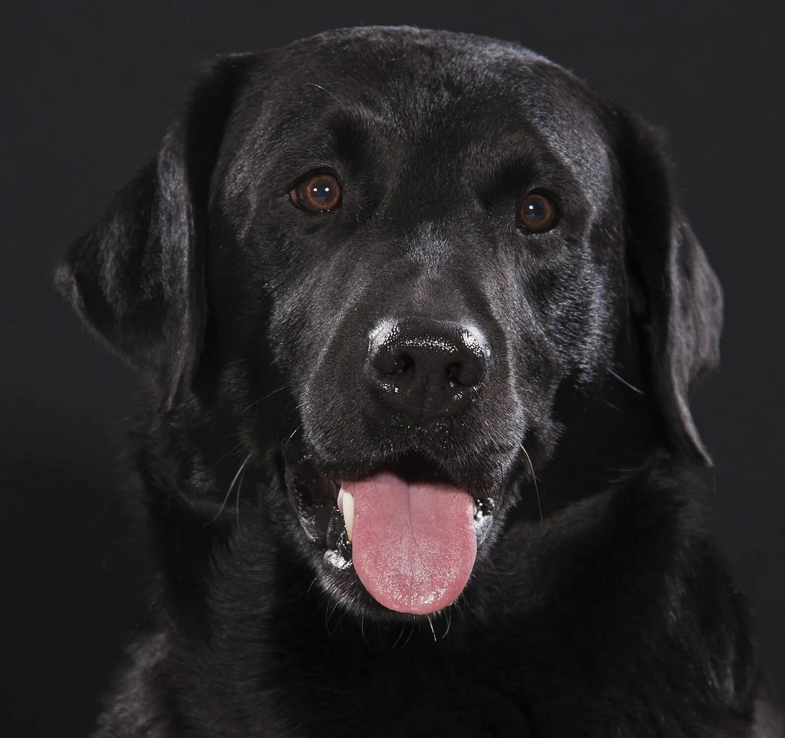 Black Labrador Wallpapers - 4k, HD Black Labrador Backgrounds on WallpaperBat