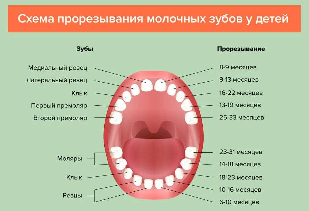 Верхние зубы во сколько у детей. Зубы схема прорезывания молочных. зубы у детей схема прорезывания молочных зубов у детей. зубы схема прорезывания коренных зубов. моляры схема прорезывания.