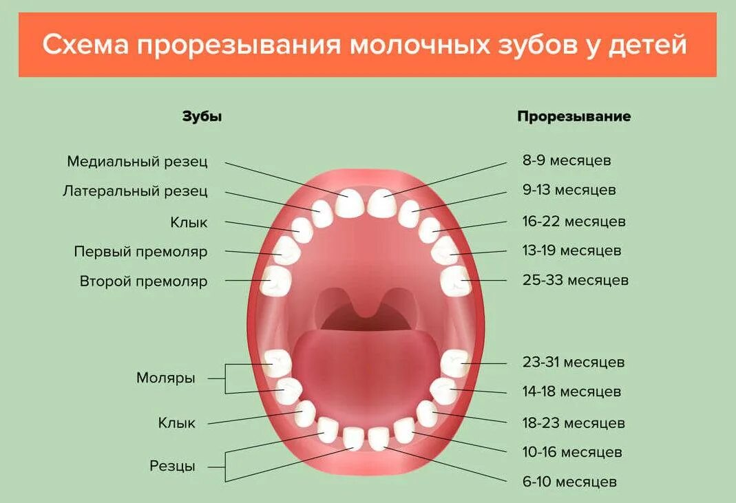 Зубы схема прорезывания молочных. Схема прорезывания постоянных зубов у детей. Схема прорезывания молочных зубов у детей до года. Схема прорезывания зубов моляры. Во сколько у ребенка появляются зубы