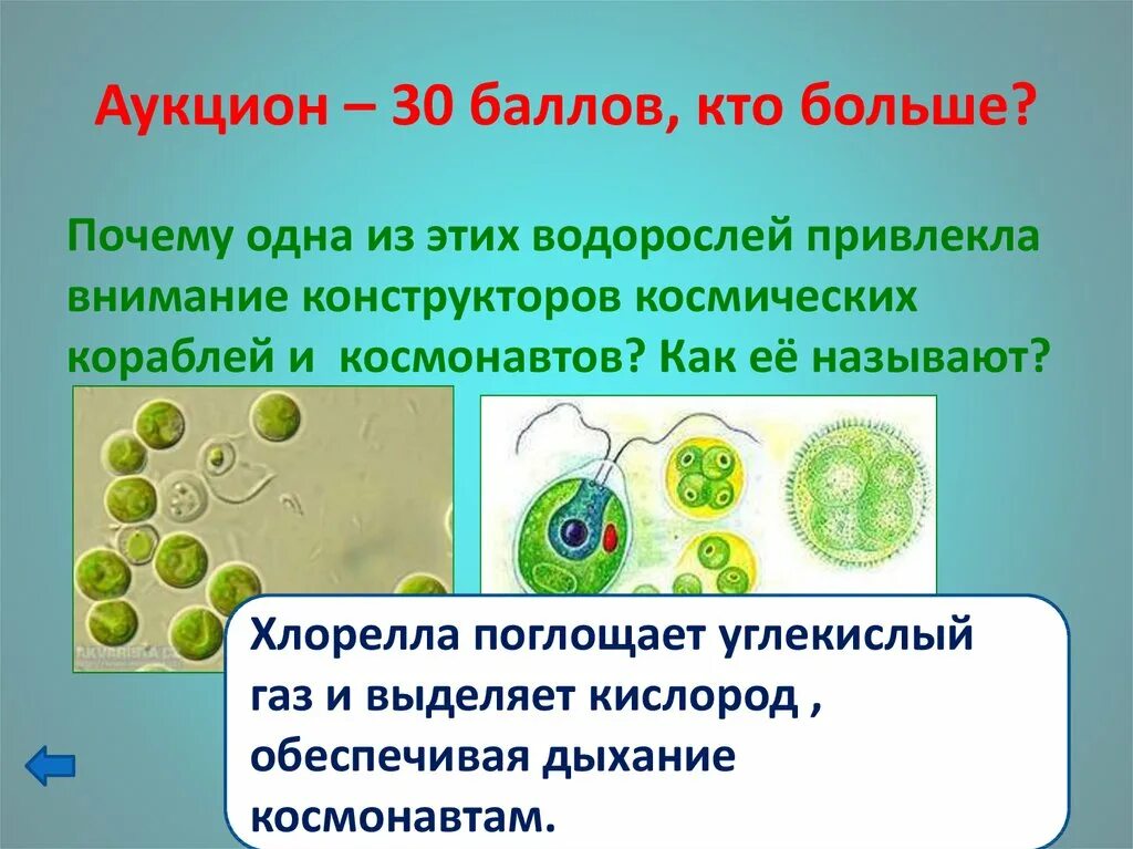 Одноклеточная водоросль хлорелла. Одноклеточные водоросли хламидомонада и хлорелла. Одноклеточные растения хлорелла. Появление одноклеточных водорослей. Хлорелла группа организмов