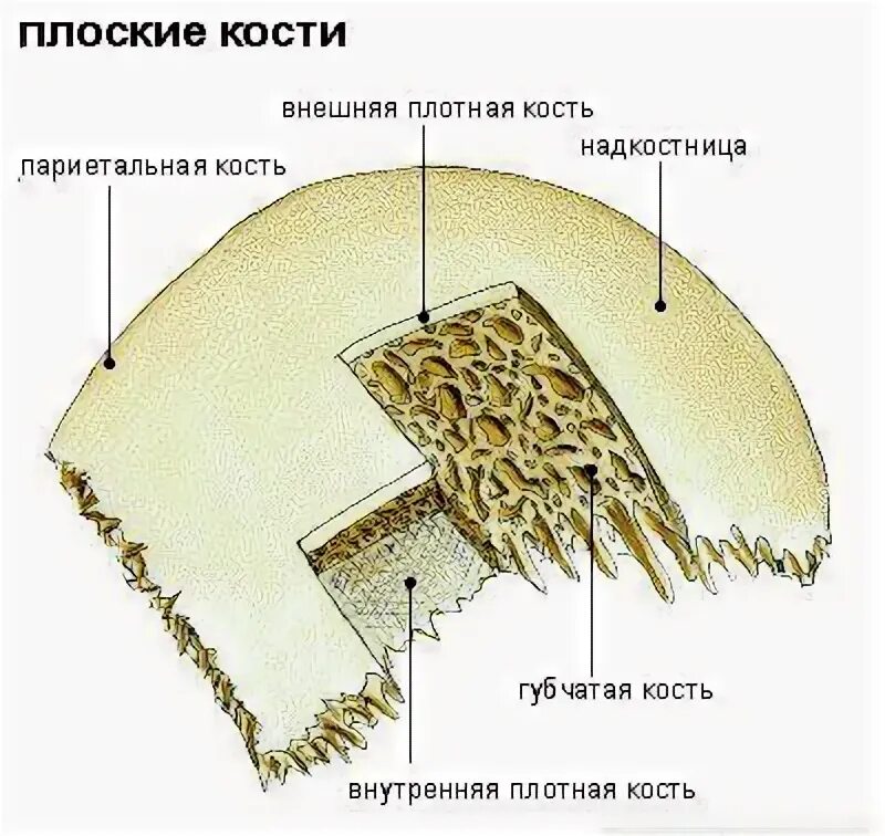 Строение плоских костей человека. Схема строения плоских костей. Строение плоских костей человека рисунок. Структура плоской кости. Слои свода