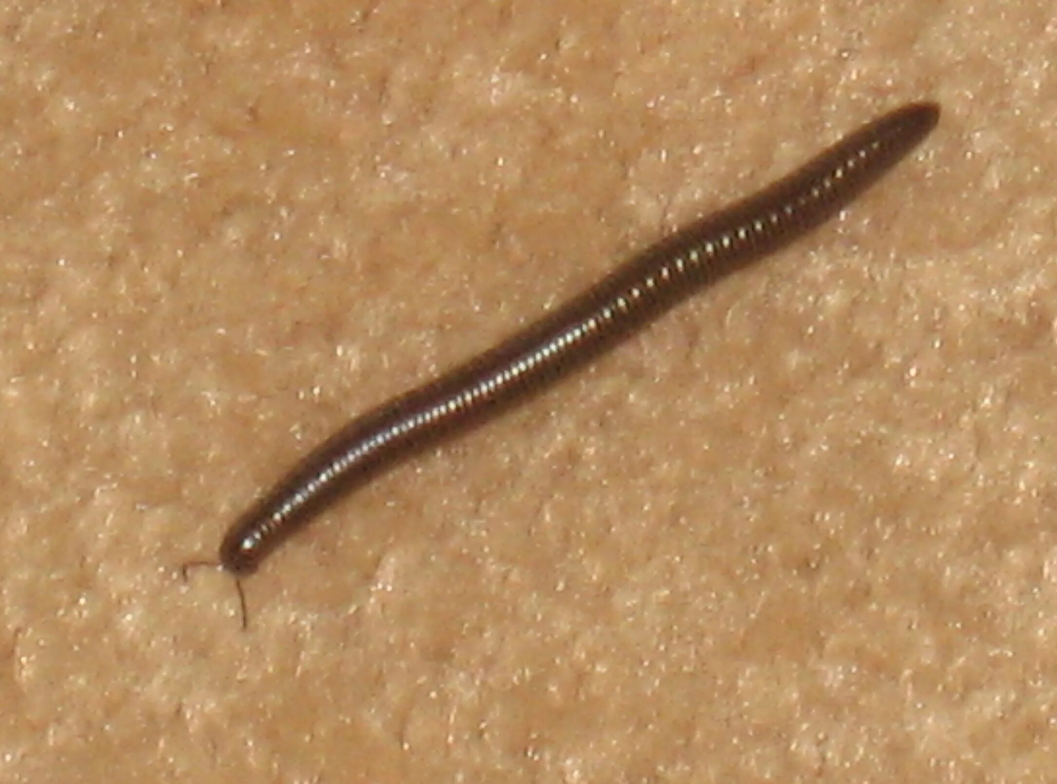 Лестничные черви. Червяк кожеед личинка. Черные червячки острицы. Гельминты маленькие коричневые червячки. Червеобразные личинки насекомых.