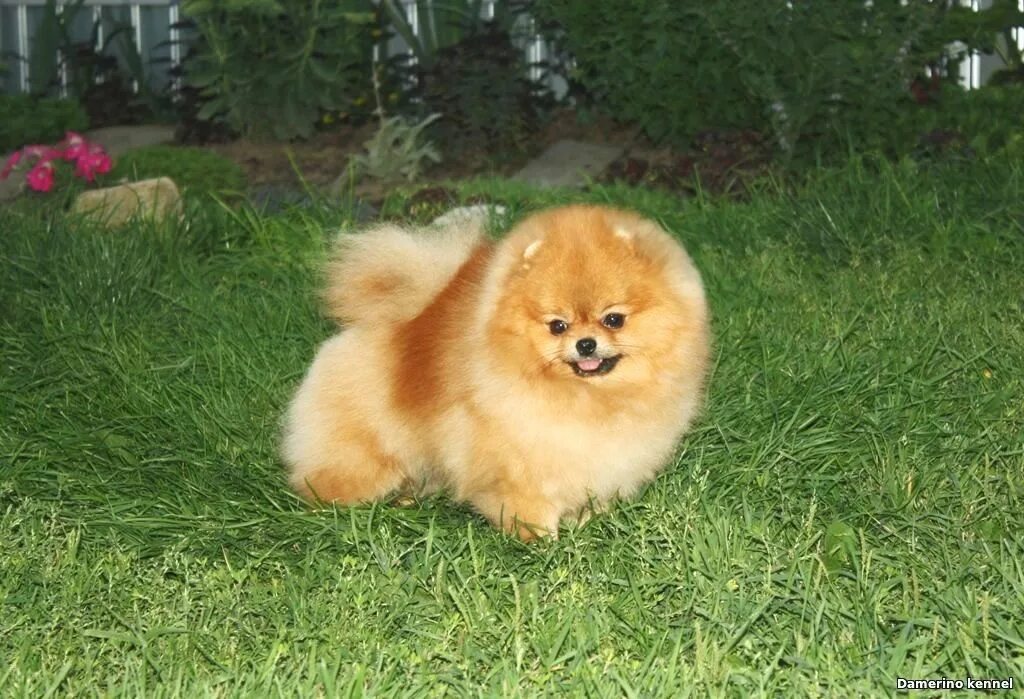 померанский шпиц питомник. остин шпиц. питомник шпицев спб. померанский шпиц питомник. шпиц медвежьего типа взрослый.