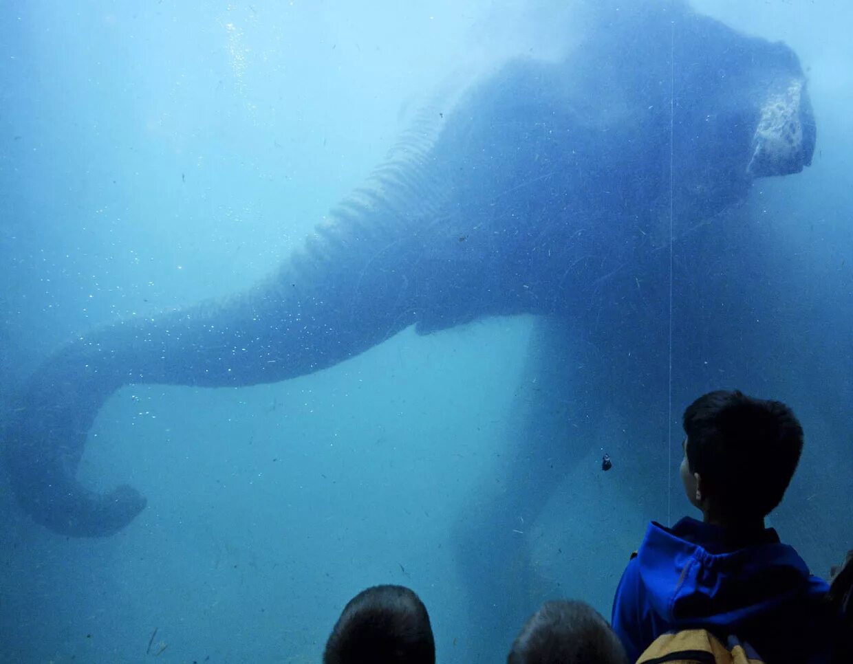 Elephant swim. Слон плавает. Слон плывет. Слоны плавают. Слон под водой.