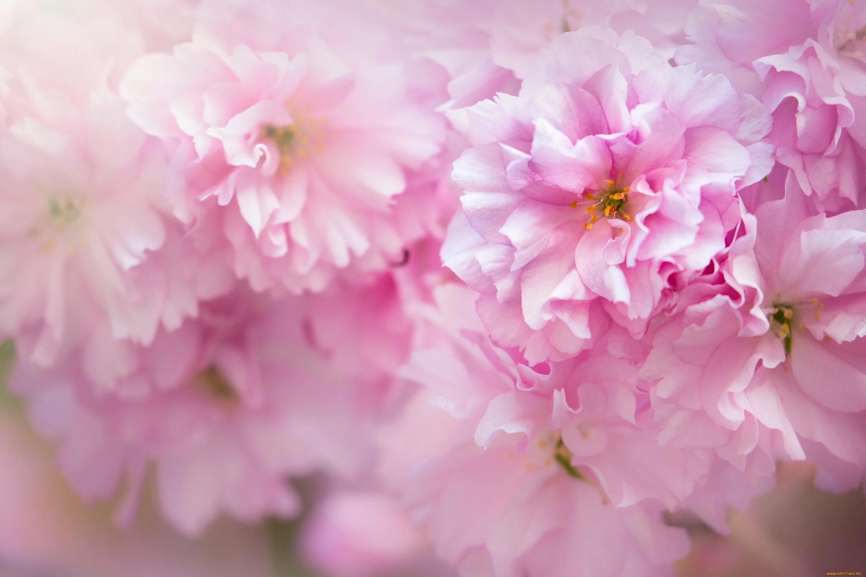 Нежный пон. Розовые цветы. Бледно розовые цветы. Нежно розовые цветы. Нежные весенние цветы.