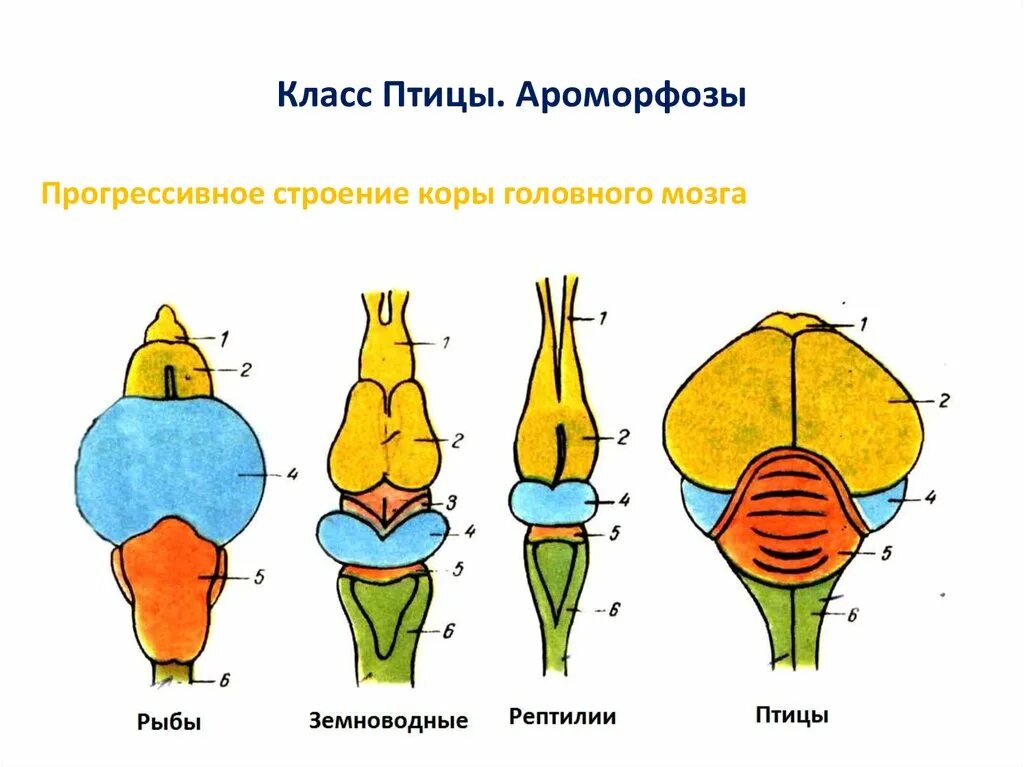 Мозг млекопитающих животных. Эволюция головного мозга хордовых. филогенез головного мозга животных. строение головного мозга млекопитающих.