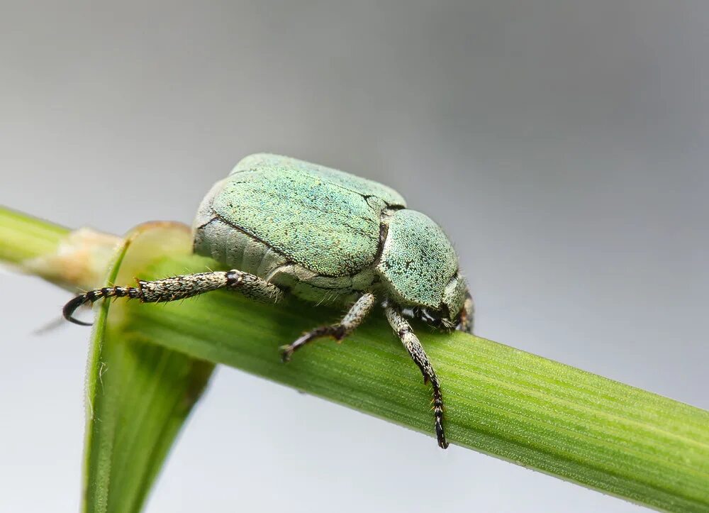 Насекомое крошка. Жук Гоплия крошка. Hoplia parvula. Гоплия малая. Scarabaeidae Hoplia parvula.