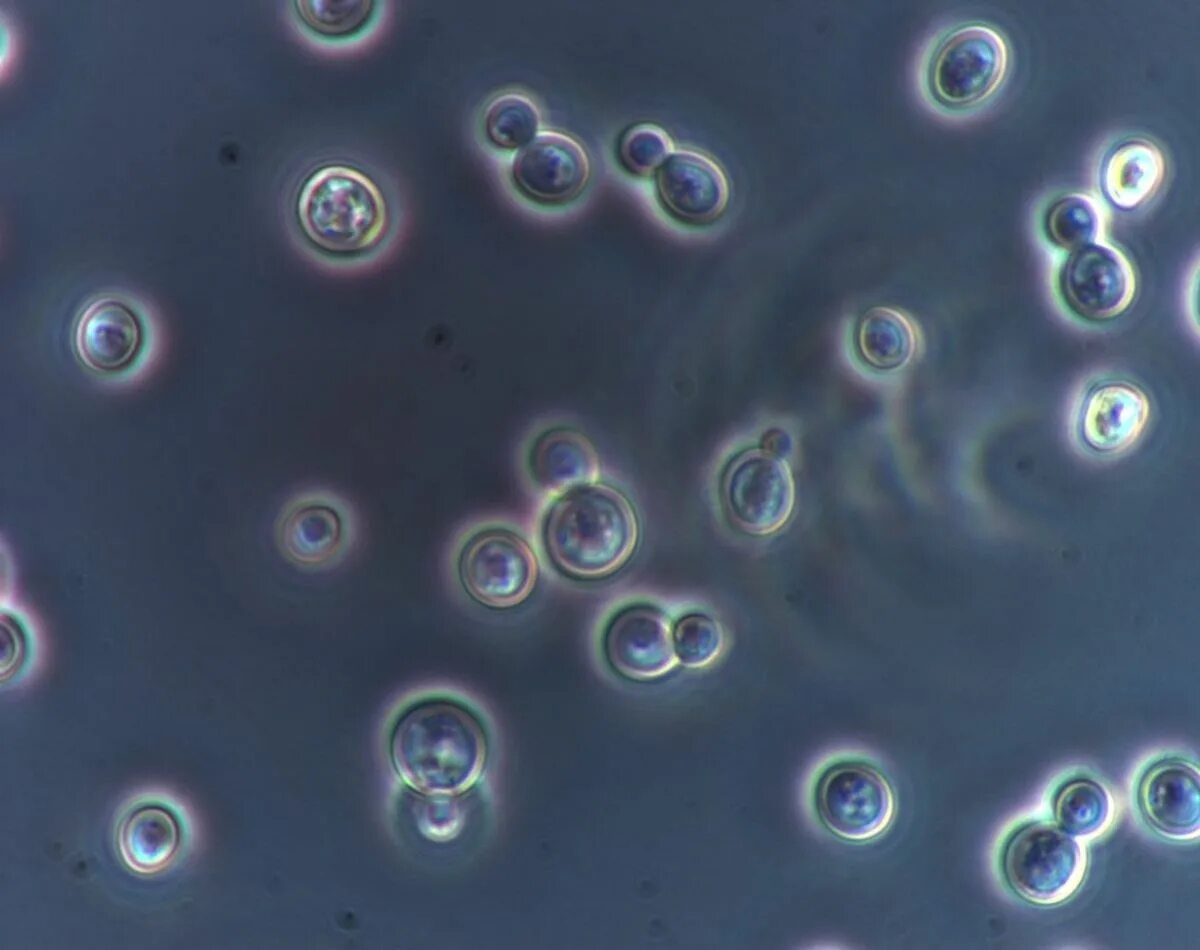 Оборудование для изучения клеток дрожжевых грибов. Дрожжей Saccharomyces cerevisiae микроскопия. Saccharomyces Vini под микроскопом. Иммерсионная микроскопия дрожжей. Дрожжи Saccharomyces Vini.