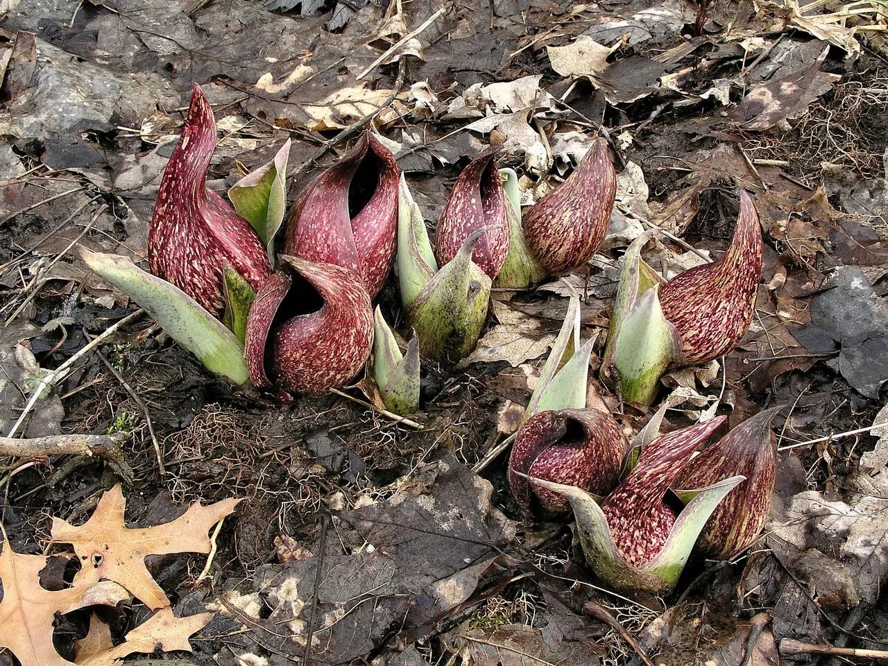 Симплокарпус. Симплокарпус почколистный. Симплокарпус Сахалинский. Symplocarpus foetidus симплокарпус вонючий. Воняет капустой