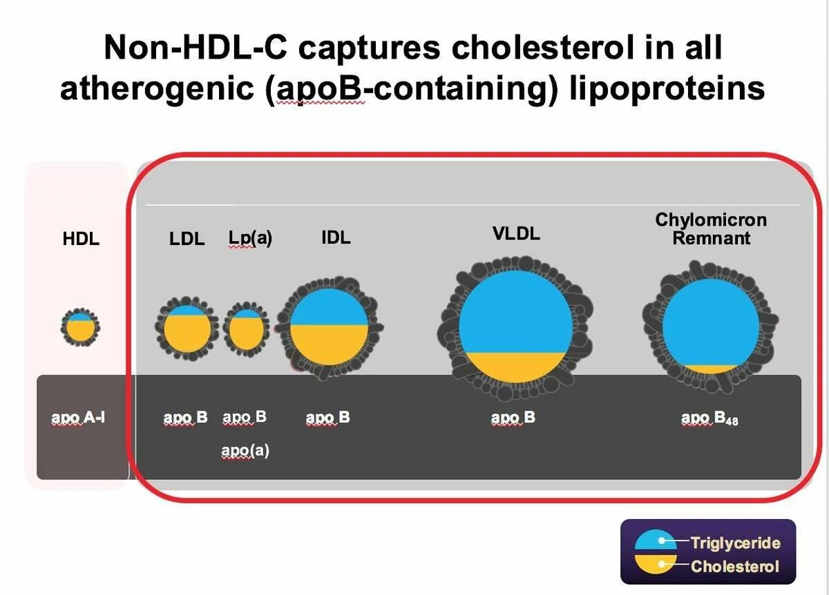Hdl cholesterol. Non hdl cholesterol что это. холестерин hdl tc tg. cholesterol non hdl в mg/dl. non hdl cholesterol норма.