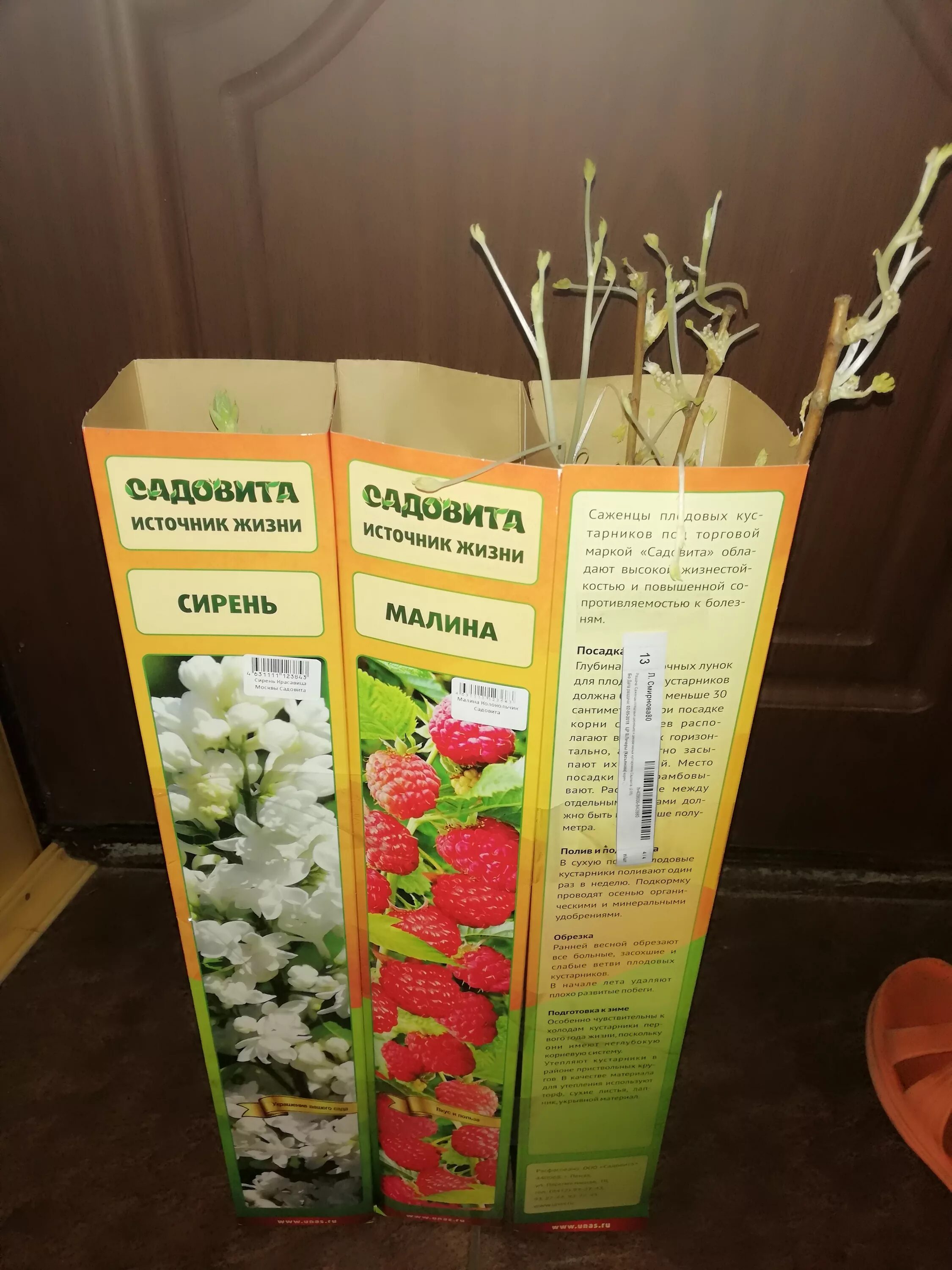 Саженцы роз Садовита. Саженцы в упаковке. Коробка для саженцев. Упаковка посадочного материала