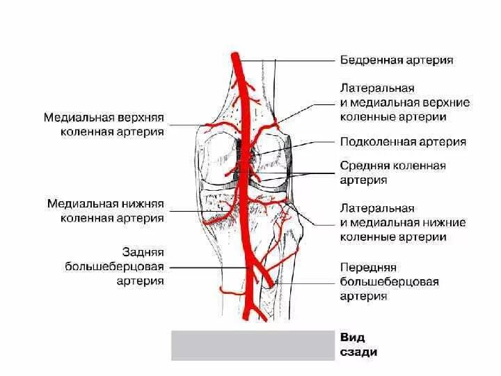 Кровоснабжение коленного сустава схема. Коллатеральное кровообращение коленного сустава. Кровоснабжение коленного сустава анатомия.