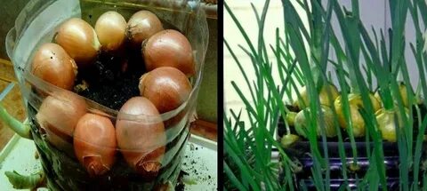 Какой лук можно посадить на зелень