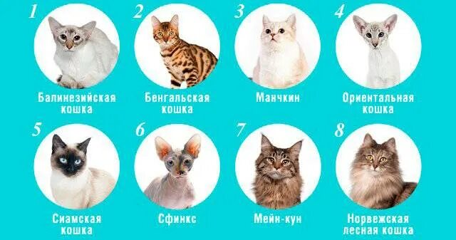 Породы кошек количество. Название кошек. Список пород кошек. Породы кошек карточки. Разнообразие пород кошек.