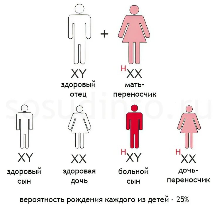 Гемофилия у человека наследуется