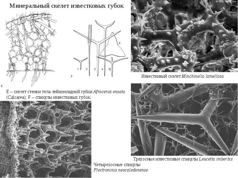 Спикулы известковых губок. Спикулы элементы скелета кремниевых губок. Скелет известковой губки. Минеральный скелет губок.