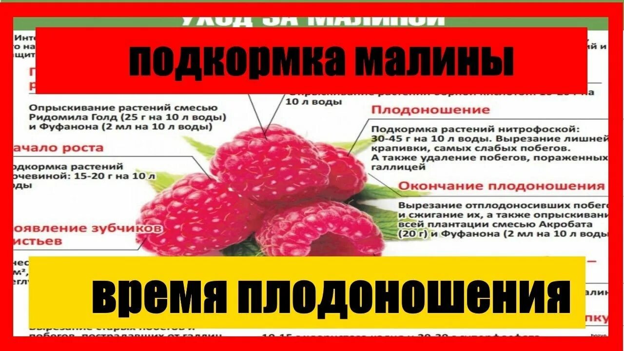 Подкормка малины удобрениями