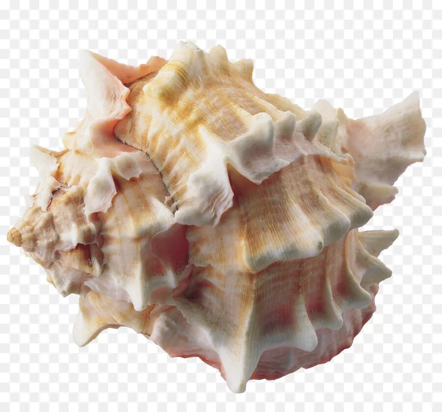 Прозрачный моллюск. Рапан морской моллюск. Ракушка Рапан. Моллюск рапана Азовское море. Морская Ракушка Clam Marine.