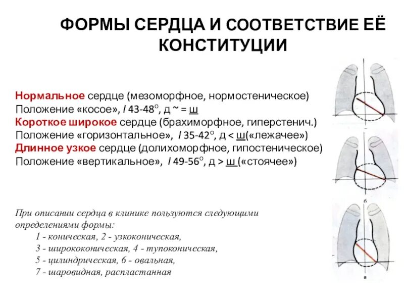 Вертикальная позиция сердца. Типы положения сердца. Горизонтальное расположение сердца. Форма и положение сердца. Косое положение сердца.