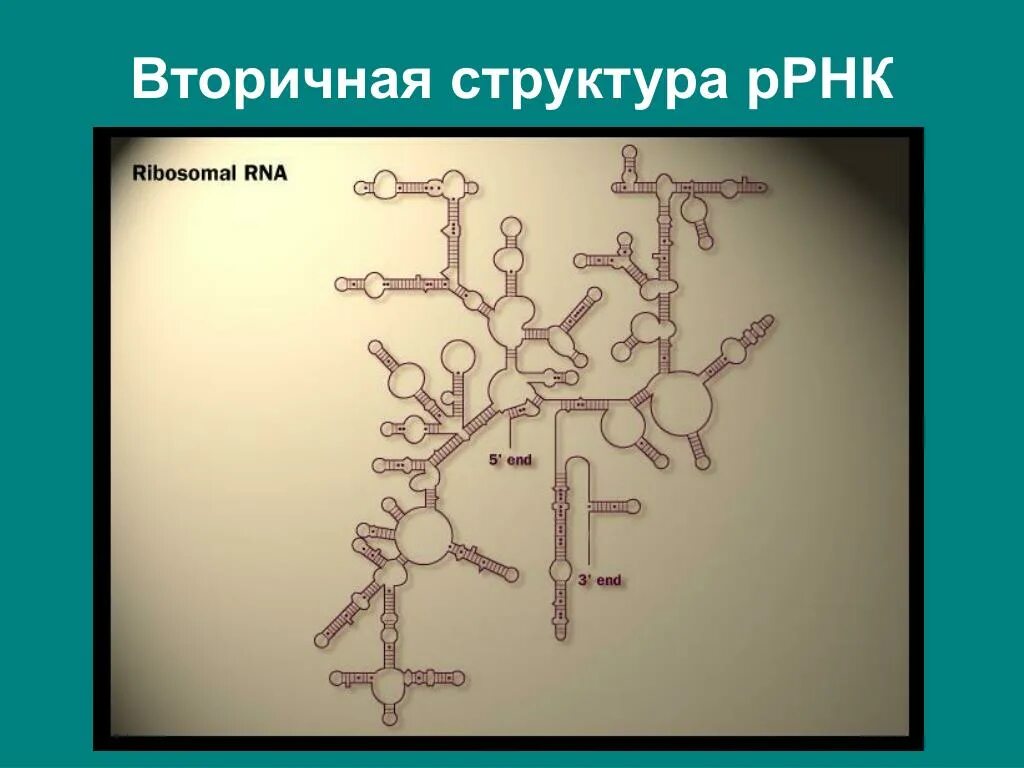 Рибосомная РНК. Вторичная структура рибосомальной РНК. Структура р РНК. Рибосомальная РНК структура.