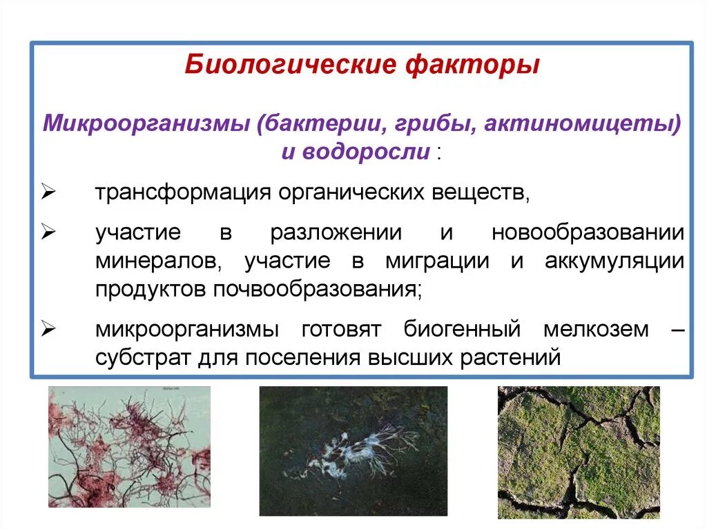 Факторы водоросли. Актиномицеты бактерии. Биологический фактор формирования почвы. Факторы плодородия почвы. Биологические факторы плодородия почвы.