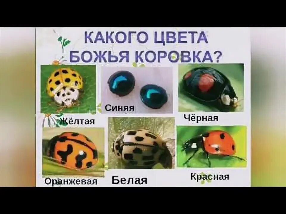 File:Coccinella transversalis  Wikipedia