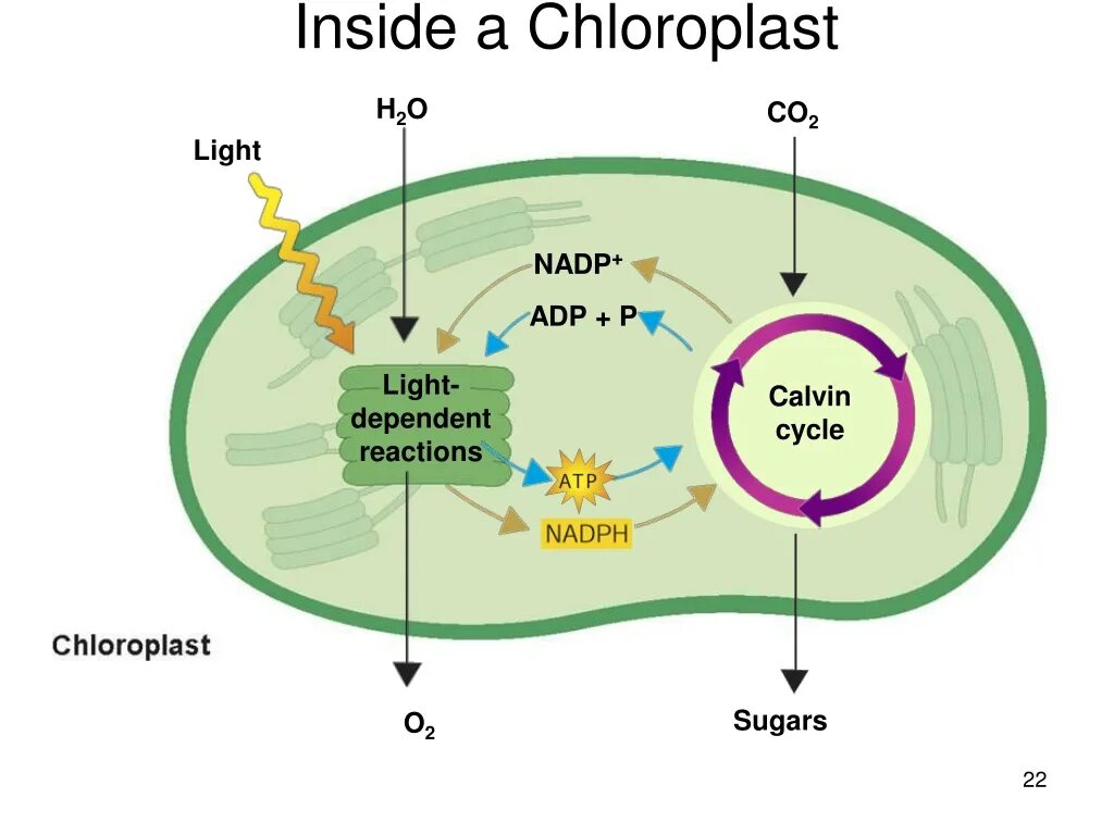 Хлоропласт темновая фаза. Темновая фаза фотосинтеза цикл Кальвина. Цикл Кальвина в хлоропластах. Цикл Кальвина в фотосинтезе ЕГЭ. Цикл Кальвина в фотосинтезе.