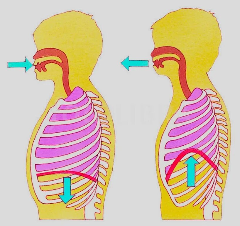 Дыхательные движения. Схема дыхания человека вдох выдох. Дыхательная система при вдохе и выдохе. Дыхательная система человека механизм вдоха и выдоха. Дыхательная система диафрагма.