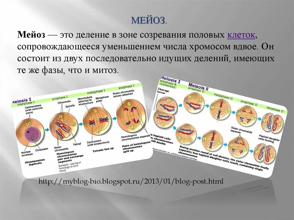 Зона созревания мейоз. Деление в зоне созревания половых клеток. Уменьшение вдвое числа хромосом. Редукция числа хромосом в мейозе. Мейотическое деление клеток зона