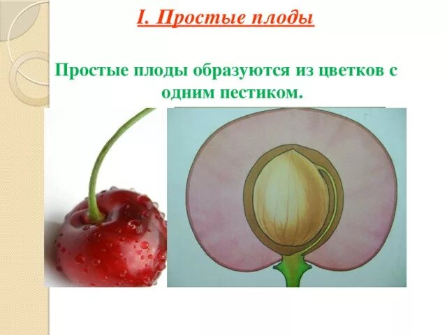 Плод развившийся из цветка с одним пестиком. Простые и сложные плоды 6 класс. Плод развивается из. Плоды образуются. Из чего образуется плод абрикоса впр