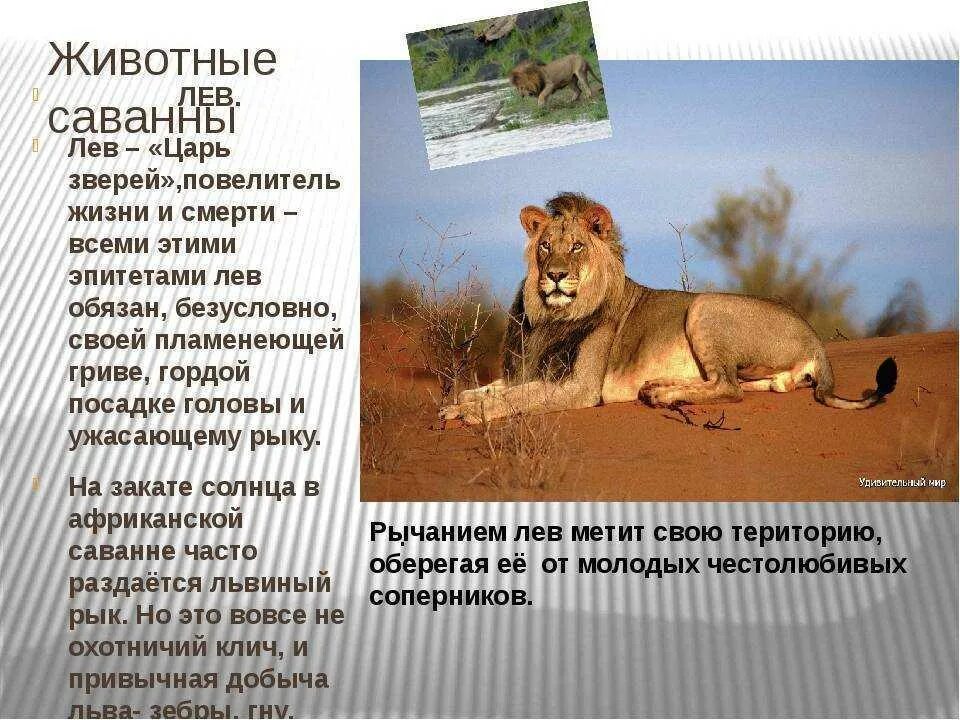 Сообщение о саванне. Животные саванны с описанием. сообщения на тему животное саванны. сообщение о животных саванны. интересные факты о саванне.