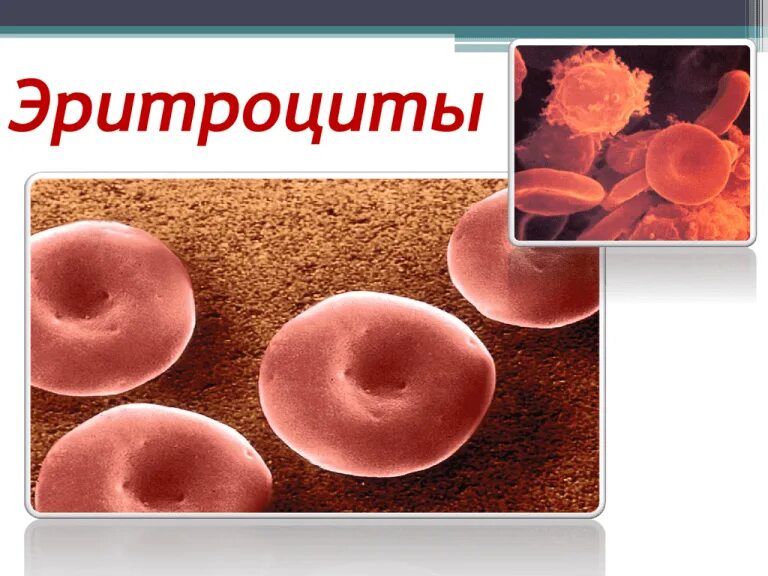 Эритроцит человека форма клетки. Строение эритроцитов. эритроциты анатомия. эритроциты строение и функции. особенности строения эритроцитов человека.