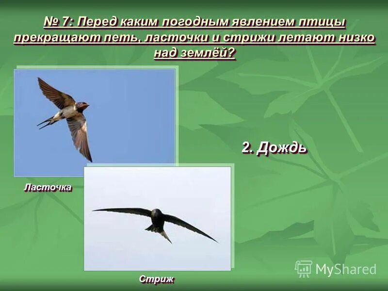 Ласточки низко летают. Стрижи летают низко. Птицы низко летают. Ласточки и Стрижи летают низко.