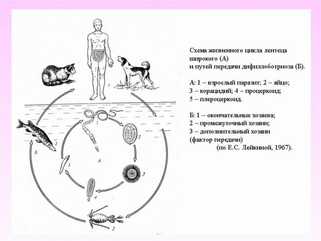 Широкий лентец жизненный цикл схема. Цикл развития широкого лентеца схема. Жизненный цикл широкого лентеца. Цикл развития Diphyllobothrium latum.
