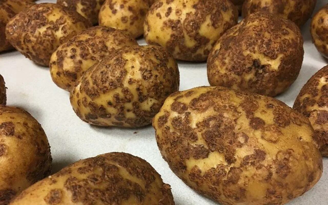 парша обыкновенная картофеля