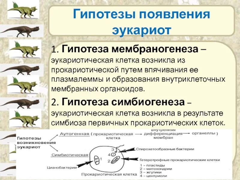 Гипотезы происхождения эукариотических клеток. Гипотеза происхождения клеток эукариот. Гипотезы происхождения эукариотической клетки. Гипотезы происхождения эукариотических клеток кратко. Появление эукариотических организмов