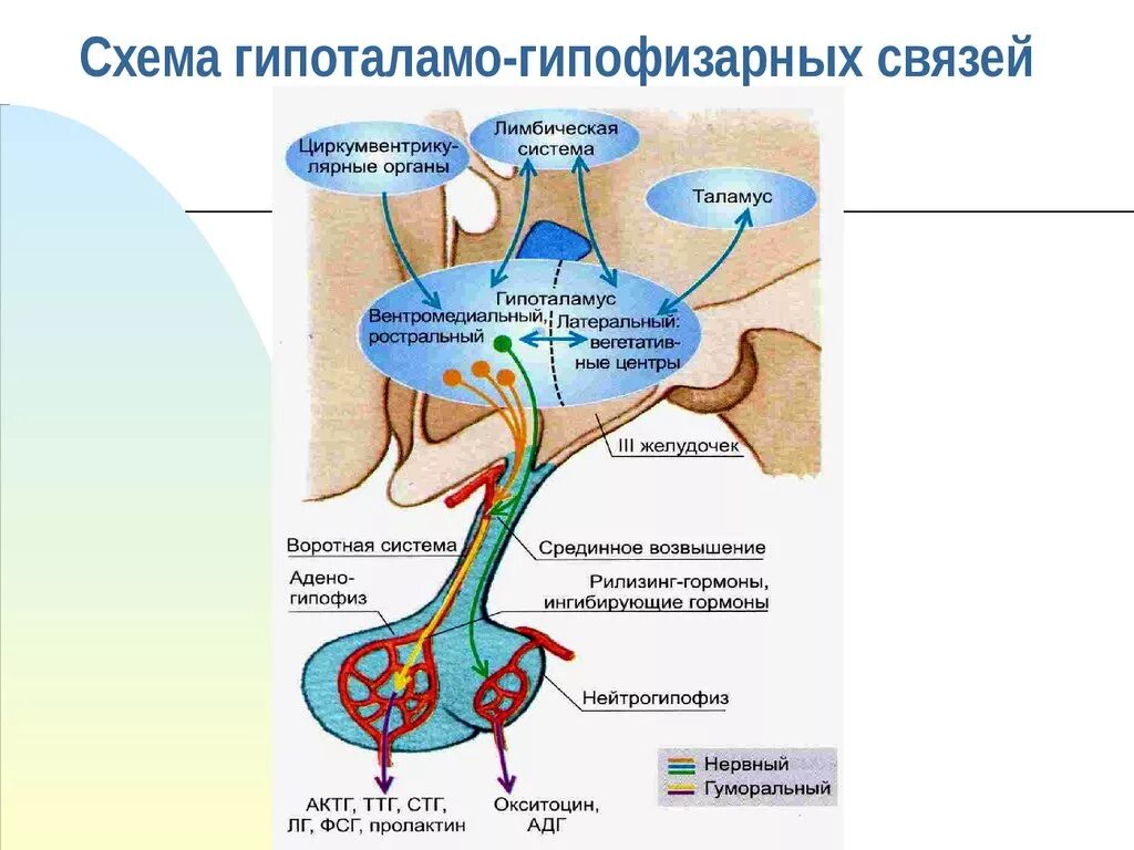 Схема связей гипоталамуса и гипофиза. Гипоталамо-гипофизарная система гормоны схема. Гипоталамус гипофиз гипоталамо-гипофизарная система. Гормоны гипоталамуса и гипофиза схема. Гипофиз эндокринной